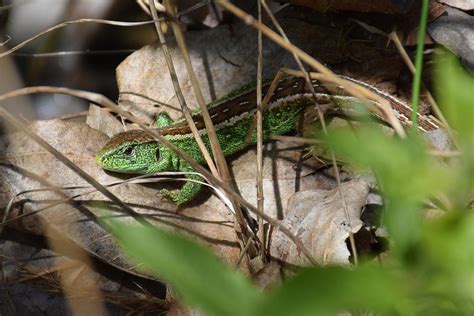 Sand Lizard [IMAGE] | EurekAlert! Science News Releases