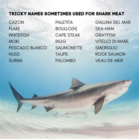 The Hidden Dangers of Shark Meat: Mislabeling, Sustainability, and ...