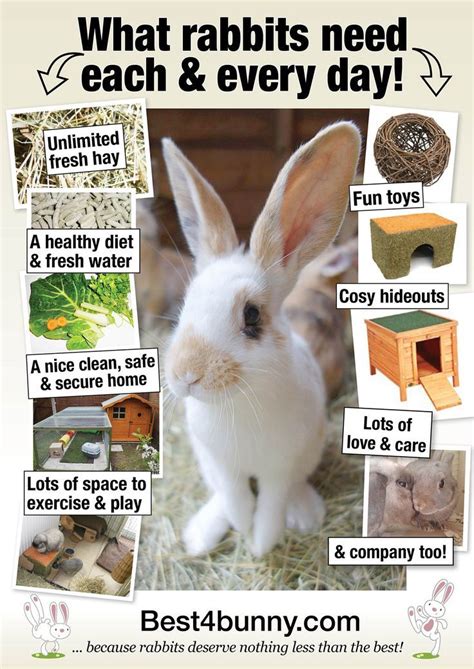 What rabbits need each & every day! http://www.best4bunny.com | Bunny ...