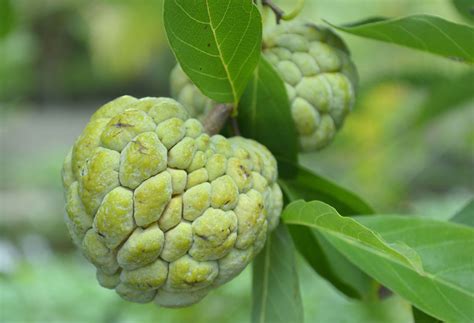 Indian Custard Apple Tree