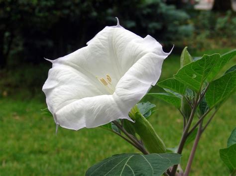 Flower Homes: Datura Flowers