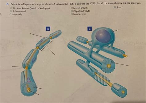 Solved 6 Below is a diagram of a myelin sheath. A is from | Chegg.com