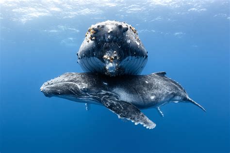 Photographers in Alaska capture a pod of humpback whales