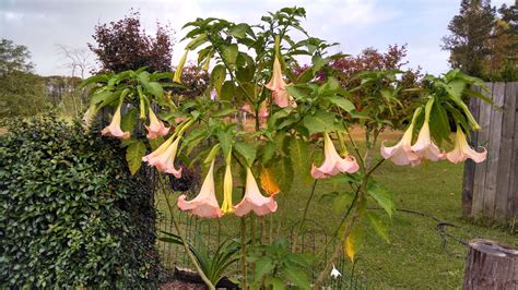 Brugmansia aka Angel's Trumpet | Home Decor