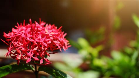 Ixora plant - Santhi Online Plants Nursery