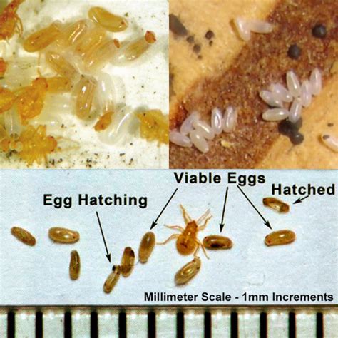 Bed Bug Eggs Pictures: Identifying How the Eggs Look Like– Bed Bug SOS