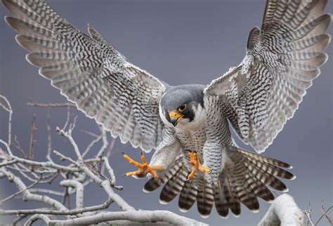 Peregrine Falcon Hunting Technique