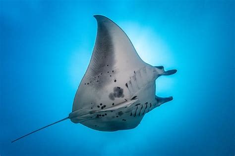 10 Facts About Mobula Rays | Cabo Adventures