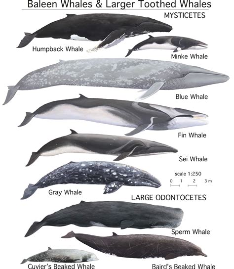 Different Types of Whales With Pictures on Animal Picture Society ...