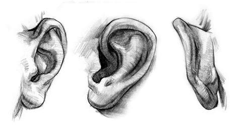 In this video tutorial I dig deep into the ears and explore ear anatomy ...