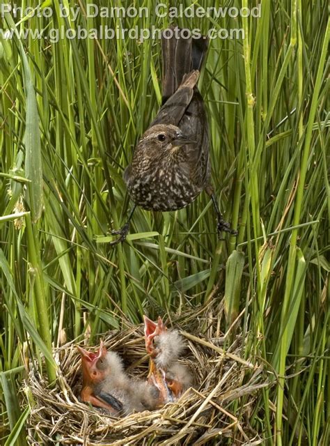 Red-winged Blackbird - East Cascades Audubon Society