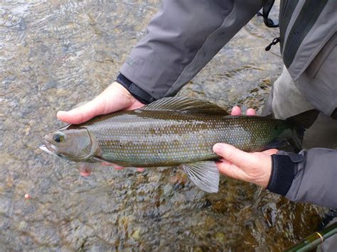 Alaska Arctic Grayling Fly Fishing Trips | No See Um Lodge