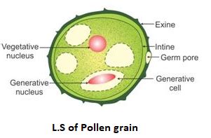 Describe the structure of pollen grain in detail