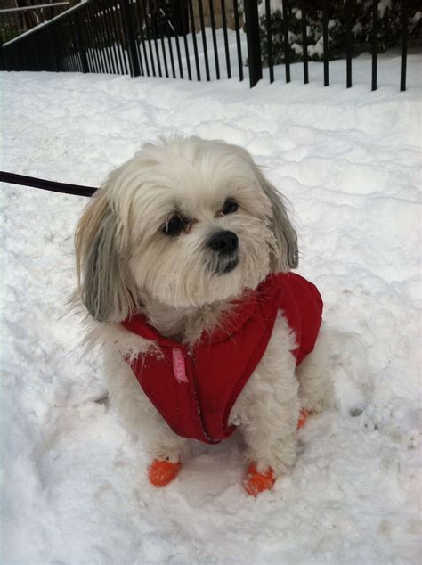 Snow puppy!! | Snow puppy, Puppies, Breeds