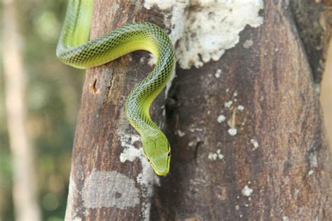 Green Tree Snake Thailand Line - Free photo on Pixabay - Pixabay