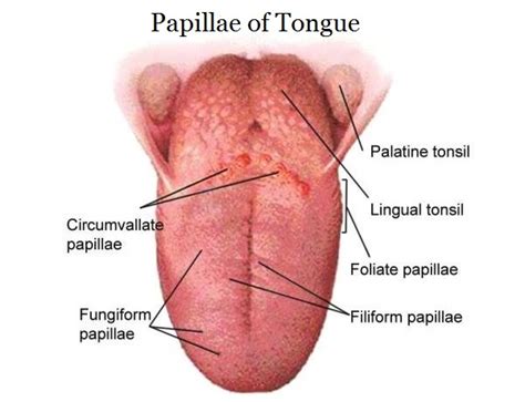 List of Papillae of Tongue – Location and Histology