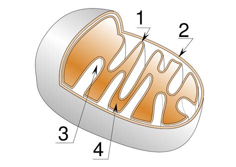 Mitochondrial matrix - wikidoc