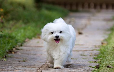 White Dog Names: 150 of the Best Ideas for Clever Names | Daily Paws