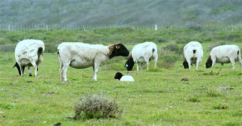 Dorper Sheep | Oklahoma State University