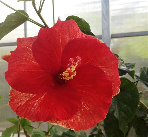 Care of Hibiscus rosa-sinensis - Smithsonian Gardens