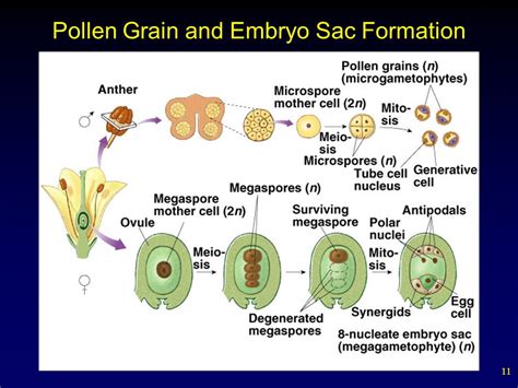 What Is The Importance Of Pollen Grains In Flowering Plants | Best ...