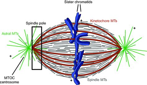 2 Metaphase spindle anatomy and constituent MT populations. MTs are ...