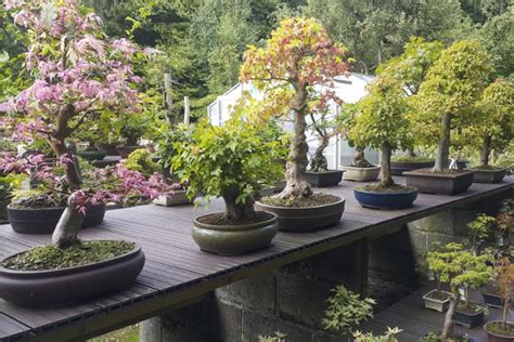 Bonsai Trees For Sale - Greenwood Bonsai Studio UK