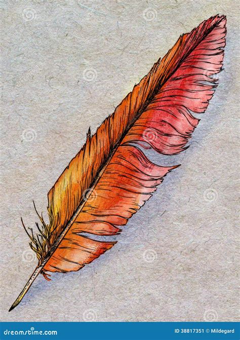 Hand Drawn Phoenix Feather Stock Illustration - Image: 38817351