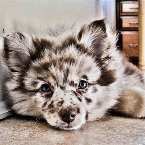 Australian Shepherd Husky Mix For Sale | French Bulldog