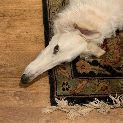 Image about borzoi in style by Сонака Дайс on We Heart It Fauna, Borzoi ...