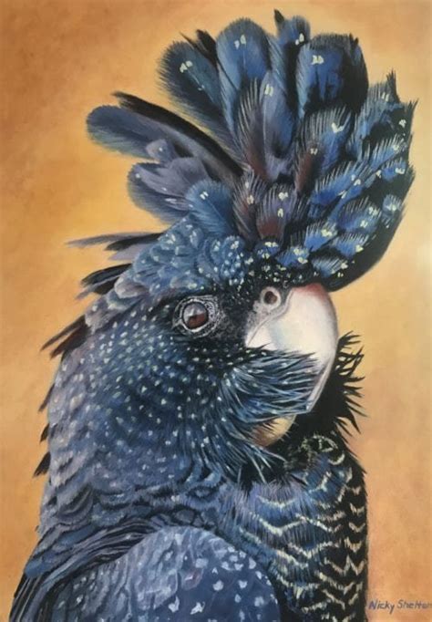 Magnificus - Red - tailed Black Cockatoo painted in oils by Nicky Shelton.