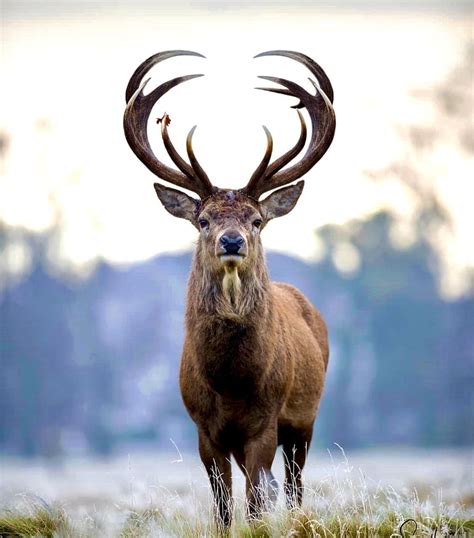 Majestic 12-point buck | Wildlife animals, Cute animals, Majestic animals