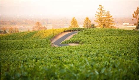 Visit Sebastopol California ( Sonoma County) Truly an amazing place ...