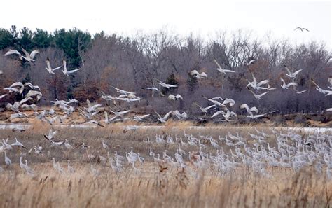 Wisconsin sandhill cranes habitat, migration, conservation status