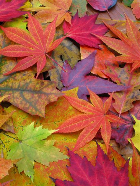 Image Gallery: A Rainbow of Fall Leaves | Live Science