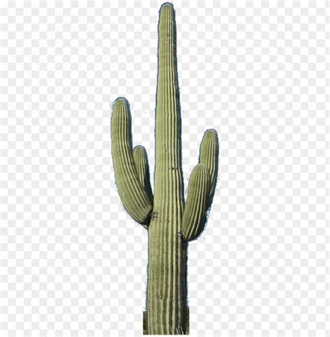 Free download | HD PNG cactus png saguaro cactus no background PNG ...