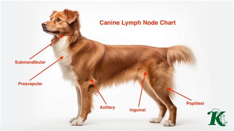 Causes Of Swollen Lymph Nodes In Dogs | Kingsdale Animal Hospital