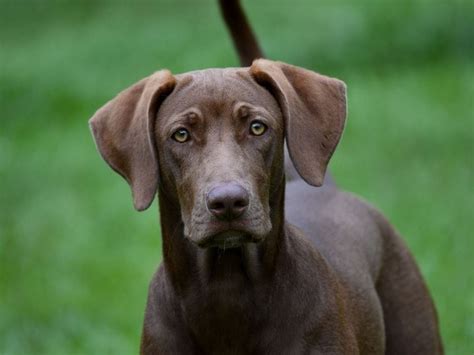 17 Elusive Weimaraner Mixes That You Never Knew Existed - The Goody Pet