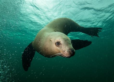 Steller Sea Lion Habitat - Daune Eolande