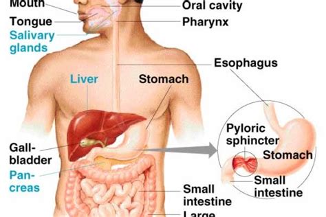 Digestive Glands - Definition , Types and Functions - CBSE Class Notes ...