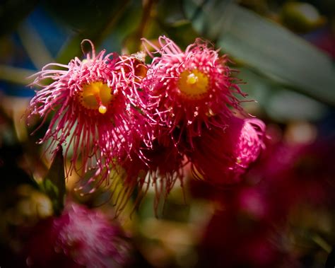 100724_WWPW Kingscote_0167 | Pink Flowering Gum | Sean McGowan | Flickr