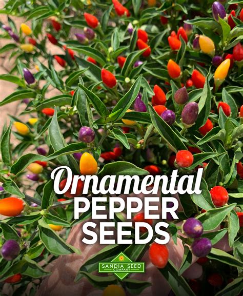 Edible Ornamental Peppers – Sandia Seed Company