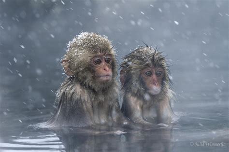 15 Reasons You Should Go Visit the Japanese Snow Monkeys - 500px