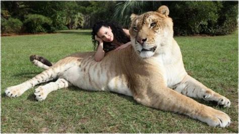 Liger - Facts, Pictures, Information, Weight, Habitat, History ...