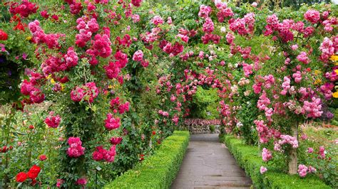 Rose Garden HD Wallpapers - Top Free Rose Garden HD Backgrounds ...