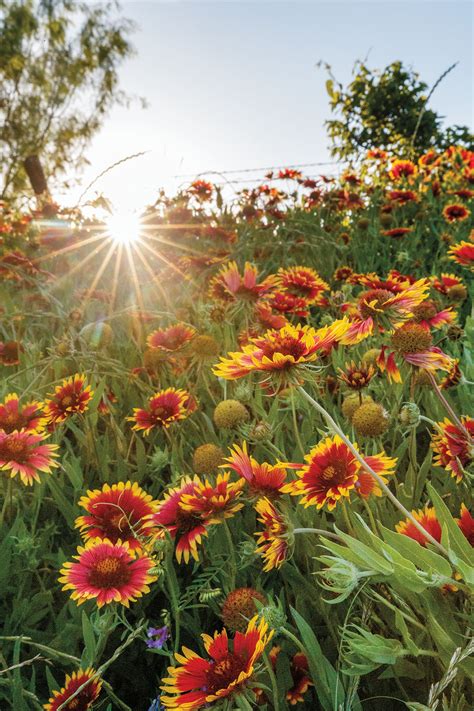 Discover the Natural Beauty of These Iconic Texas Wildflowers