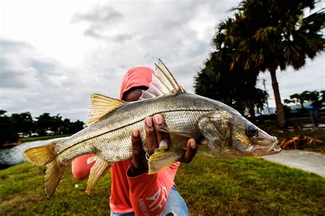 The Best Lures For Snooks | Fishing Looker