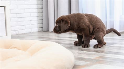 How Do You Get A Dog To Stop Pooping On The Carpet