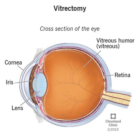 Visual Anatomy 視覚解剖学