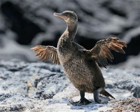 Flightless Cormorant* | Birdspix